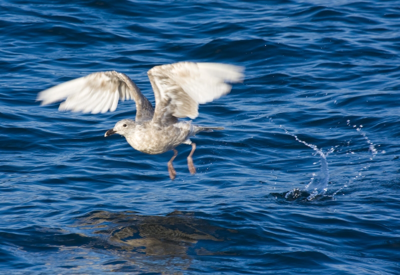 Gull Taking Off From Water